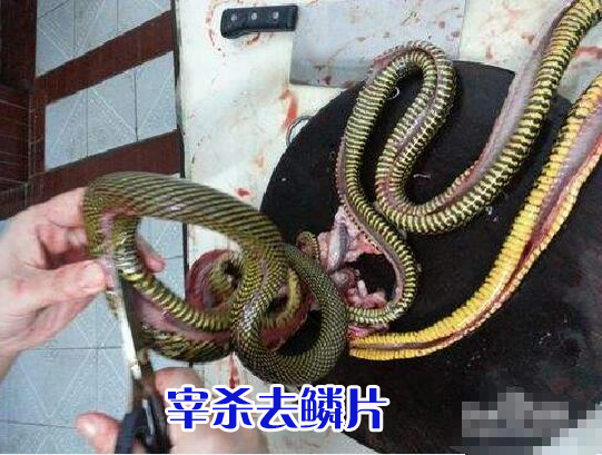 冰鲜蛇肉
