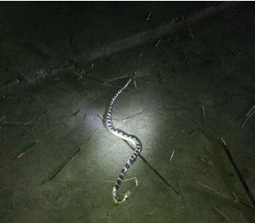 毒蛇新闻
