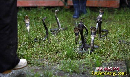 蛇场养蛇中的眼镜蛇