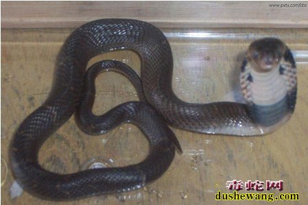 毒蛇新闻