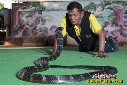 毒蛇新闻