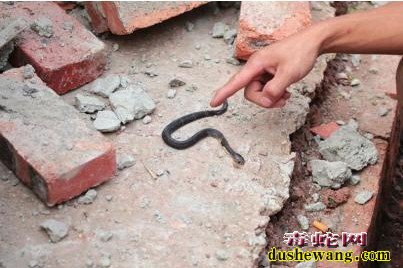 毒蛇新闻