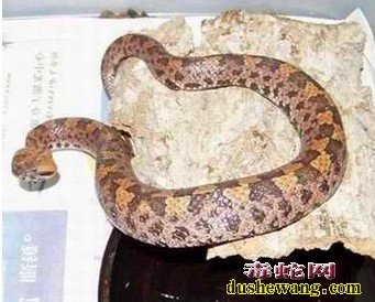 毒蛇图片