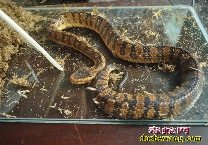 毒蛇图片