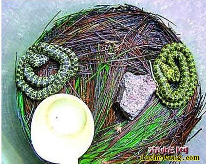 毒蛇图片