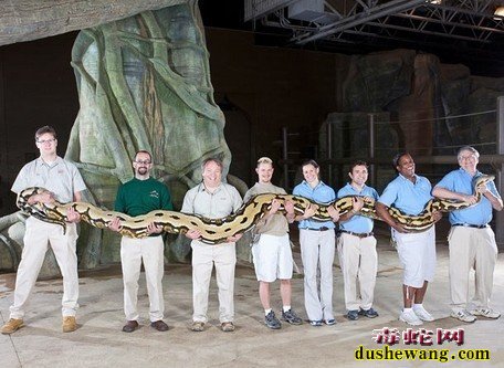 最大的蟒蛇图片