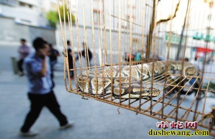 毒蛇新闻