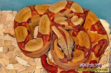 毒蛇图片
