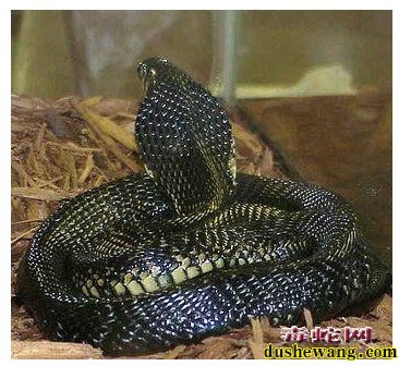 毒蛇图片