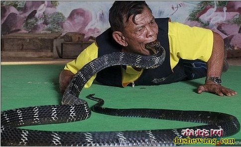 毒蛇图片