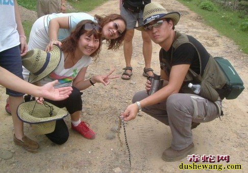 毒蛇图片