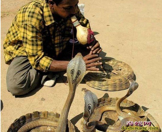 毒蛇图片