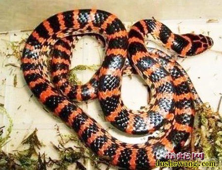 赤练蛇