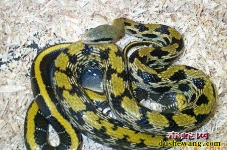 黒眉锦蛇图片