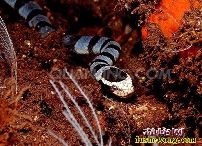 非洲毒蛇图片