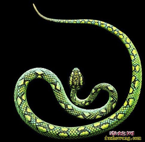 毒蛇图片