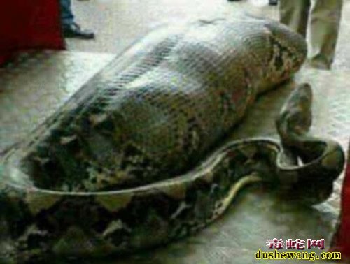 巨蟒吞人图片