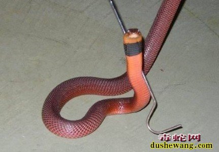 毒蛇图片