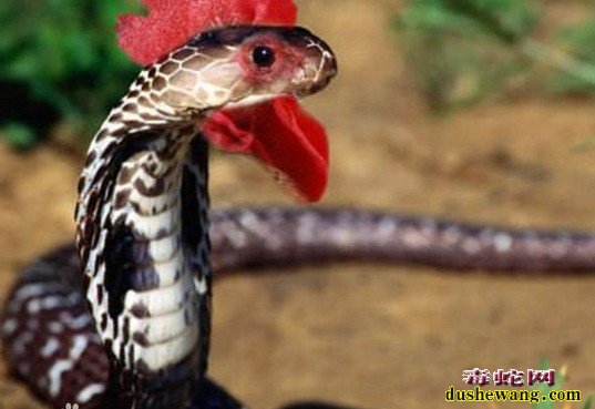 鸡冠蛇