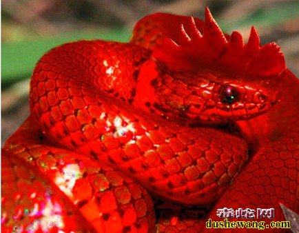 全身红色的鸡冠蛇图片