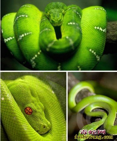 绿曼巴蛇图片