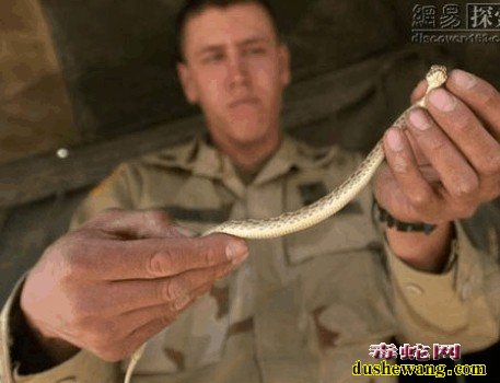 地毯毒蛇