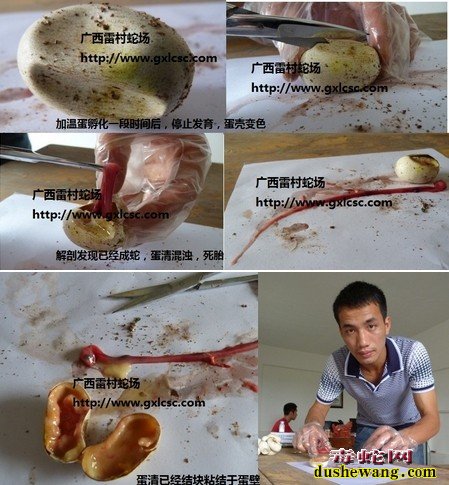 蛇蛋孵化