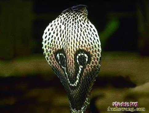 印度眼镜蛇图片