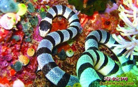 巨环海蛇图片
