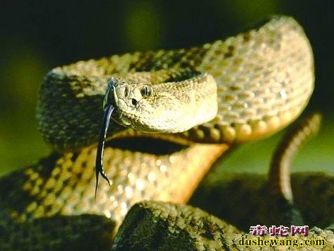 响尾蛇图片