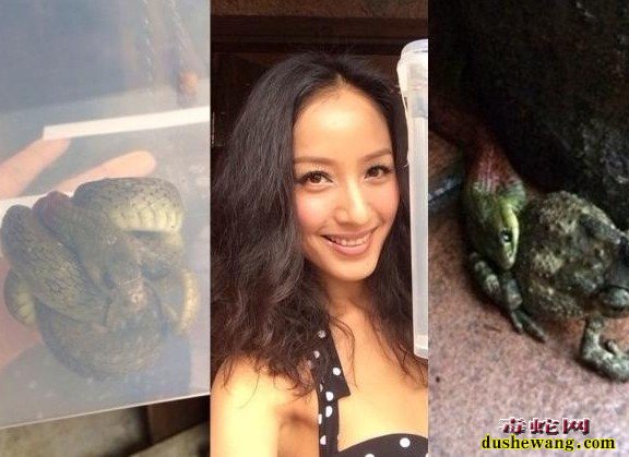 毒蛇新闻