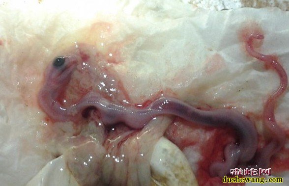 水律蛇蛋胚胎