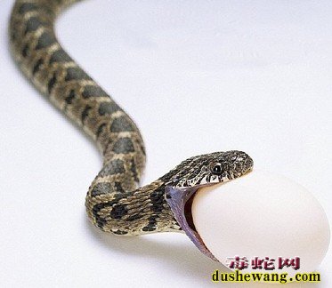 蛇吃蛋