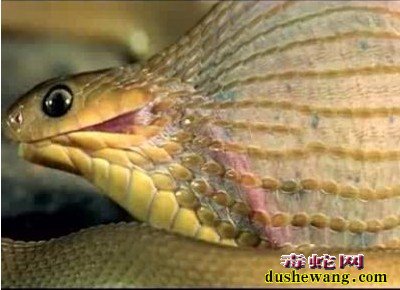 蛇吃蛋