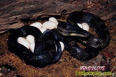 蛇蛋孵化