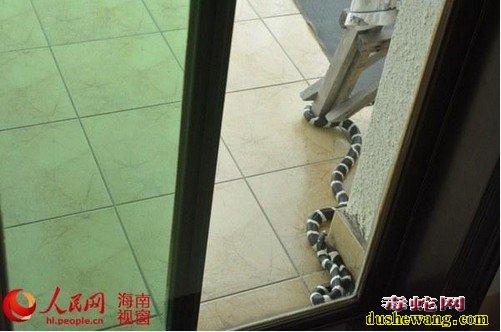 毒蛇新闻