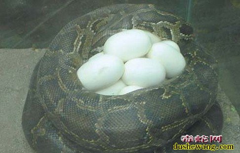 最大的蛇蛋