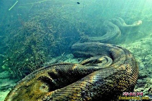 世界上最大的蛇