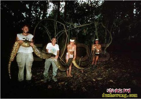 大蟒蛇图片