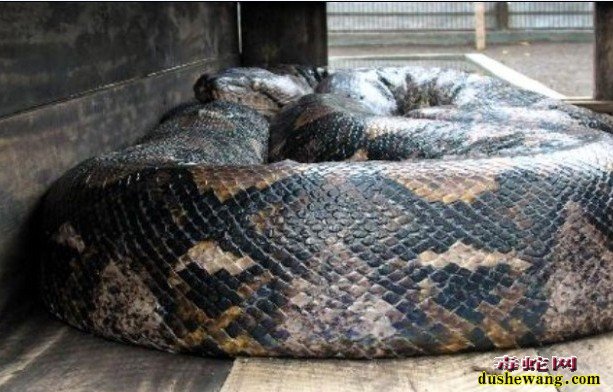 最大的蛇