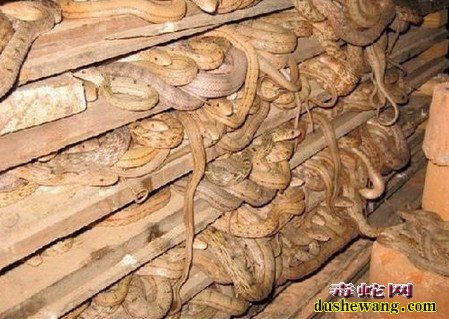毒蛇养殖