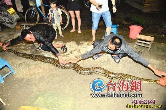 毒蛇新闻