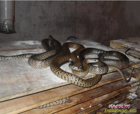 水律蛇种蛇图片