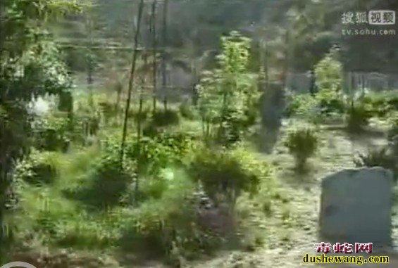 蛇场建造种植物