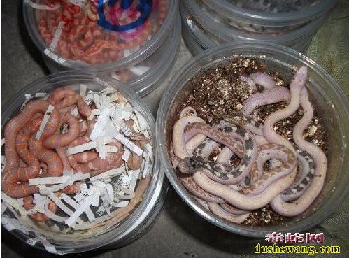 孵化出壳的玉米蛇蛋