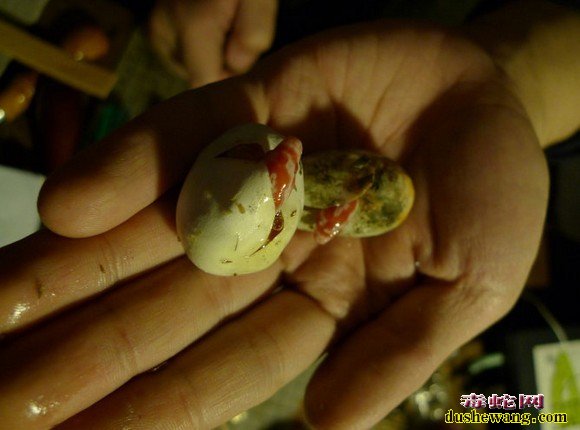 玉米蛇出壳瞬间