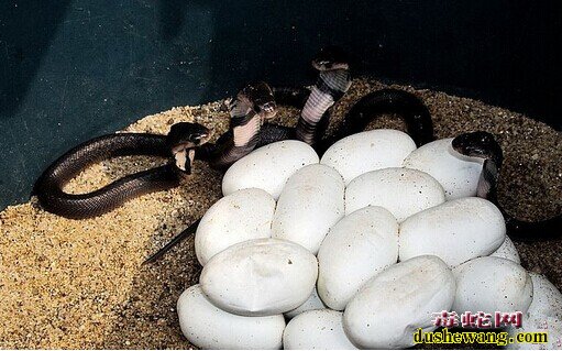 孵化中的眼镜蛇蛋