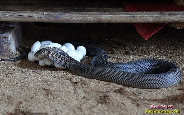 产卵的眼镜蛇