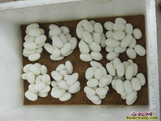 水律蛇蛋孵化过程图片