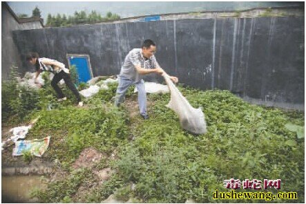 蛇场养蛇